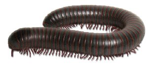 mille-pattes