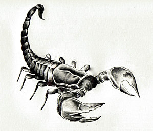 scorpion