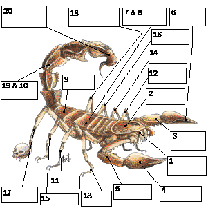 Scorpion du désert géant