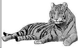 yokai-tigre
